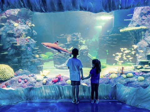 Sydney's Aquarium - Accommodation Ballina 1
