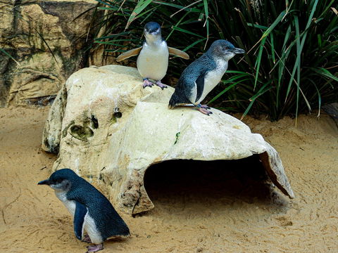 Sydney's Aquarium - Accommodation Ballina 2