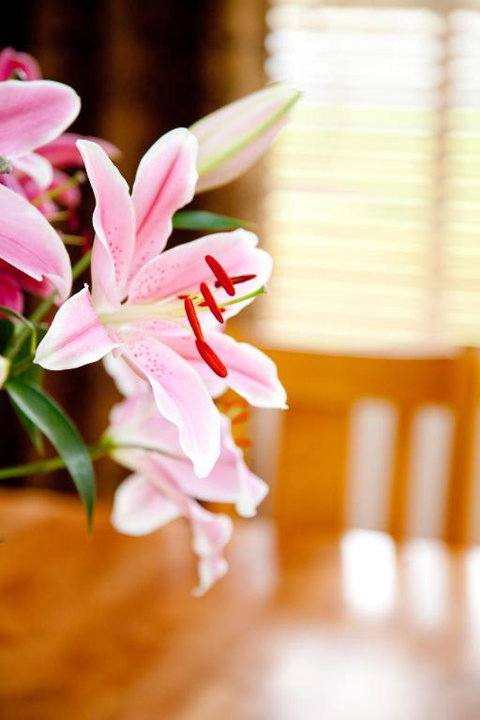 Ocean Mist Villa - Accommodation Ballina 6