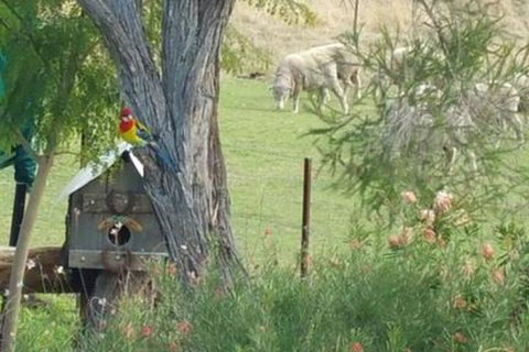 Birdhouse Cottage B & B - Accommodation Ballina 5