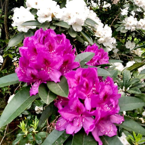 Aldgate Creek Cottage Bed & Breakfast - Accommodation Ballina 5