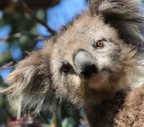 You Yangs Bed & Breakfast - Accommodation Ballina 2