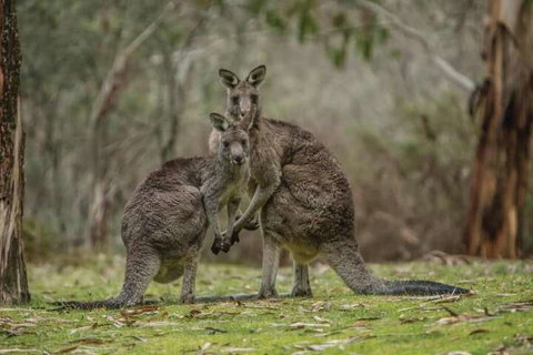 Yarrangobilly Caves House - Accommodation Ballina 7
