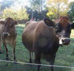 Drumreagh Bed  Breakfast Cabins - Accommodation Ballina