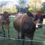 Drumreagh Bed & Breakfast Cabins - Accommodation Ballina 0