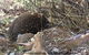 Penguin Seaside Homestay - thumb 1