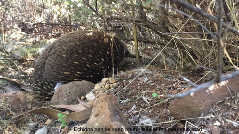 Penguin Seaside Homestay - Accommodation Ballina 1
