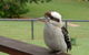 Eumundi Cottages Cottage 1 - thumb 3