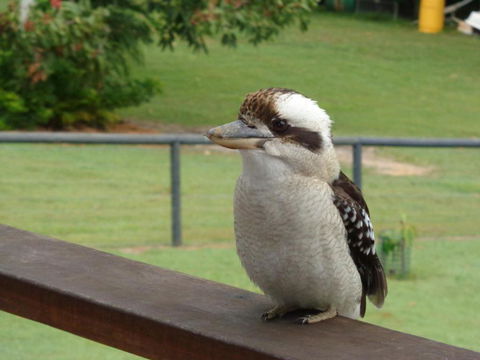 Eumundi Cottages Cottage 1 - Accommodation Ballina 3