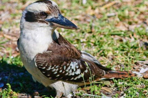 Kookaburras At Smiths - Accommodation Ballina 5
