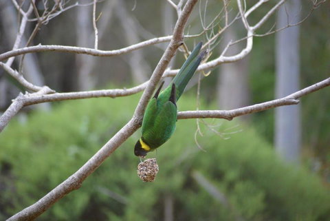 Naturescape - Accommodation Ballina 2