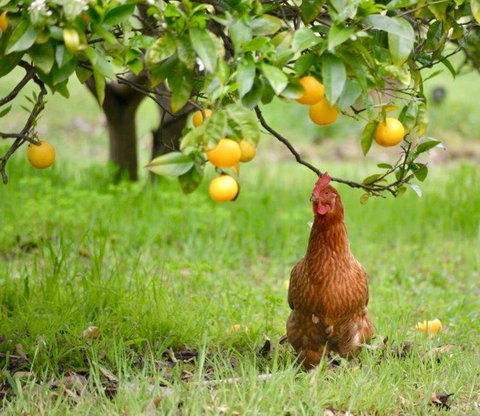 Naturescape - Accommodation Ballina 3