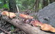 Ruah Rain Forest Retreat - thumb 3