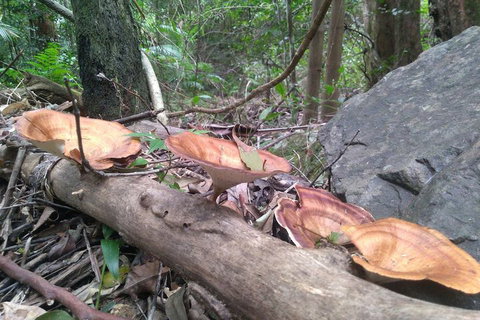 Ruah Rain Forest Retreat - Accommodation Ballina 3