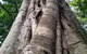 Ruah Rain Forest Retreat - thumb 1