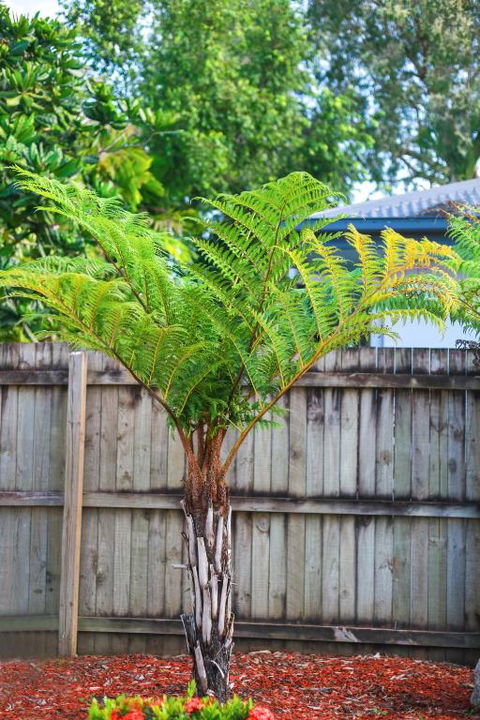 Uyoung Diving Resort - Accommodation Ballina 3