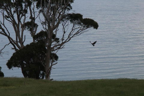 Penguin Seaside Farm - Accommodation Ballina 6