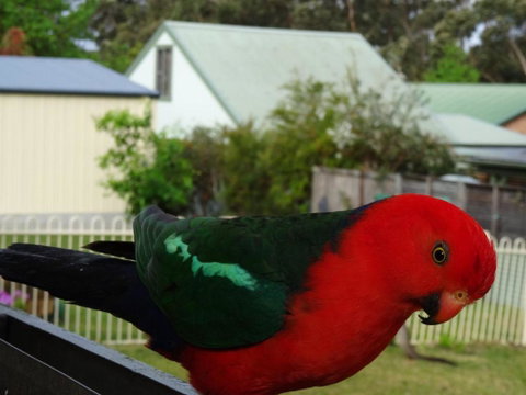 Glasford Crescent 7 KIOLOA - Accommodation Ballina 6