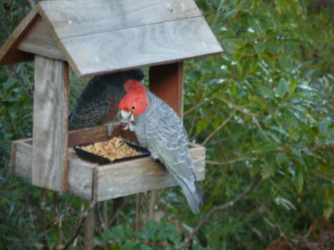 Canyon Cottage - Accommodation Ballina 4