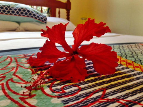 Cow Bay Homestay B & B - Accommodation Ballina 5