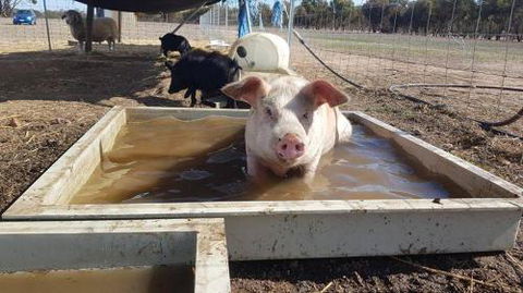 A Better Life Animal Sanctuary FarmStay Private Two Bedrooms Lounge Room & Bathroom & Toilet Shared Kitchen - Accommodation Ballina 2