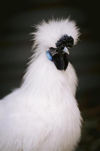 A Better Life Animal Sanctuary FarmStay Private Two Bedrooms Lounge Room & Bathroom & Toilet Shared Kitchen - Accommodation Ballina 6