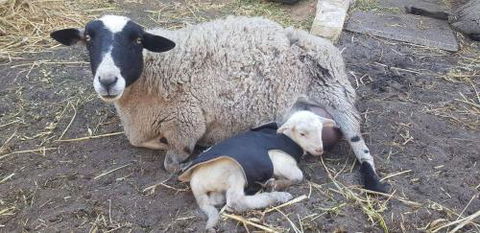 A Better Life Animal Sanctuary FarmStay Private Two Bedrooms Lounge Room & Bathroom & Toilet Shared Kitchen - Accommodation Ballina 1