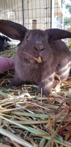 A Better Life Animal Sanctuary FarmStay Private Two Bedrooms Lounge Room & Bathroom & Toilet Shared Kitchen - Accommodation Ballina 5