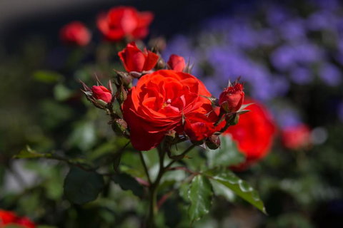 Willows Motel - Accommodation Ballina 5