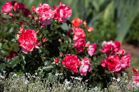 Willows Motel - Accommodation Ballina 2