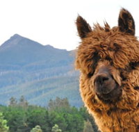 Maydena Mountain Cabins - Accommodation Ballina