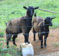 Alstonville Country Cottages - Accommodation Ballina