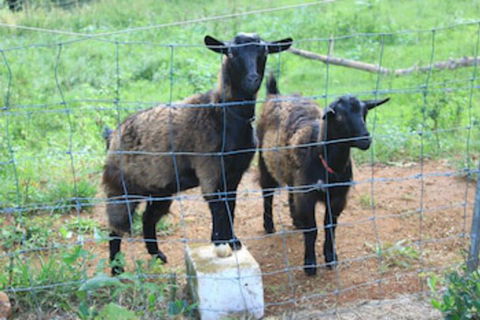 Alstonville Country Cottages - Accommodation Ballina 0