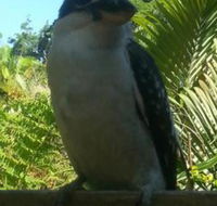 Tropic Oasis Holiday Villas - Accommodation Ballina