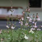 Serendipity On Allyn - Accommodation Ballina 1