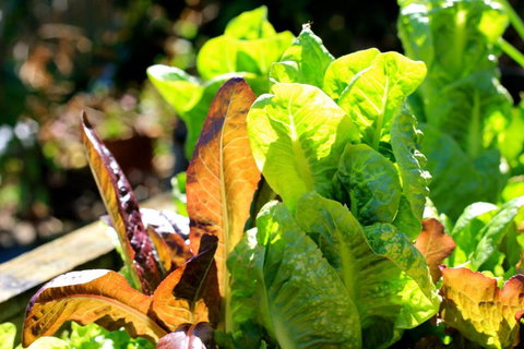 The Friendly Chat Bed & Breakfast - Accommodation Ballina 4