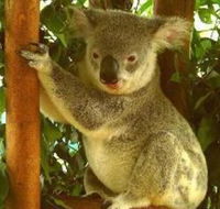 Noosa Backpackers Resort Hostel - Accommodation Ballina