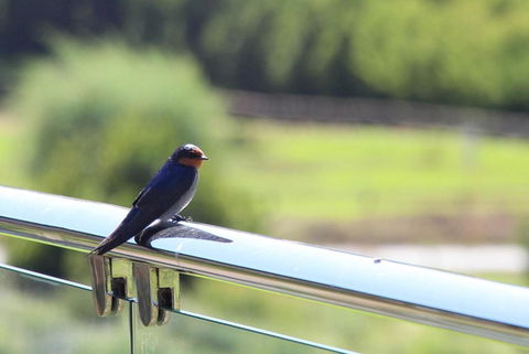 Bickley Valley Cottage - Accommodation Ballina 3