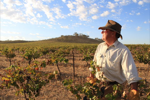 Sally's Paddock At Redbank Winery - Accommodation Ballina 2
