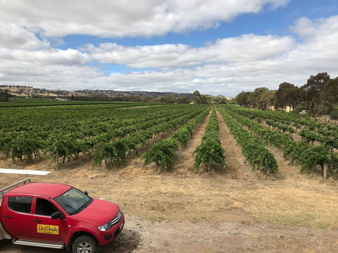 RedHeads Wine - Accommodation Ballina 1