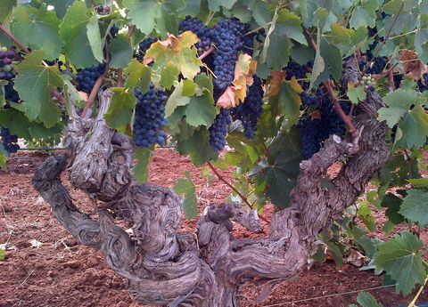 John Duval Wines - Accommodation Ballina 2