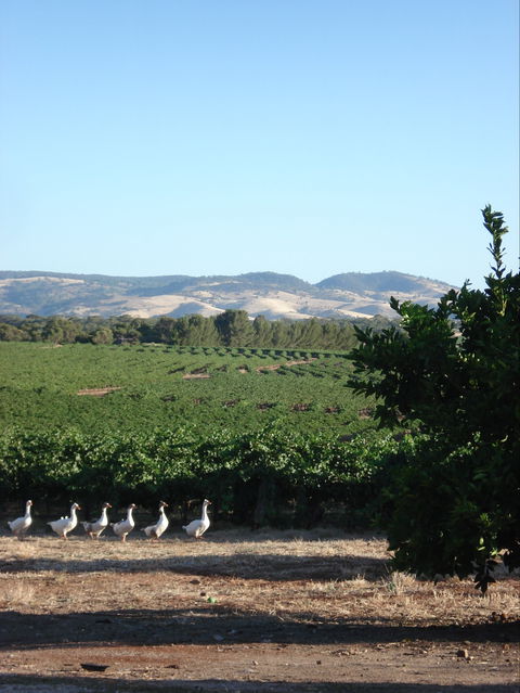 Heritage Wines - Accommodation Ballina 1