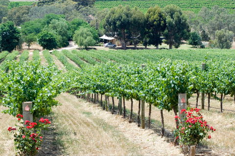 Seize The Day Wines - Accommodation Ballina 2