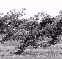 Smallfry wines cellar door - Accommodation Ballina