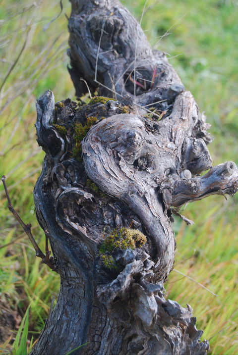 Smallfry Wines Cellar Door - Accommodation Ballina 2