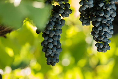 Garden & Field Wines - Accommodation Ballina 0