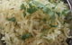 Al-Rayyan Indian Restaurant - Surry Hills - thumb 0