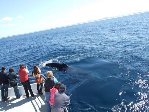 Moonshadow–TQC Cruises - Accommodation Ballina 1