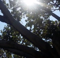 The Season Tree - Accommodation Ballina