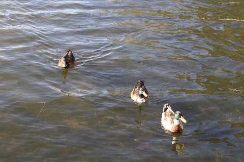 Serenity On Narrabeen Beach - 1Bdr Beachside Retreat - Accommodation Ballina 15